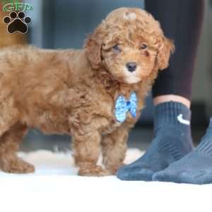 Bean, Miniature Poodle Puppy